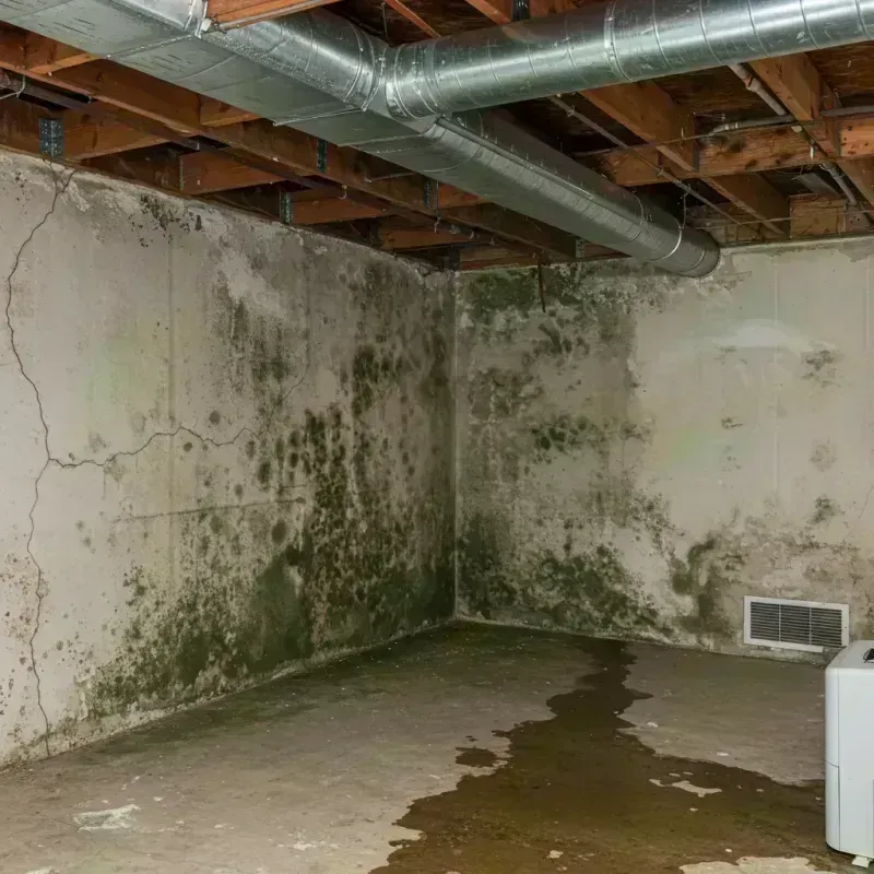 Professional Mold Removal in Grant Park, IL